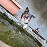 dog, border_collie, pet, animal, happy, smiling, tongue, outdoor, water, fountain, basin, moss, stone, garden, portrait, tilted_composition, playful, black_and_white_fur, floppy_ears, clear_eyes