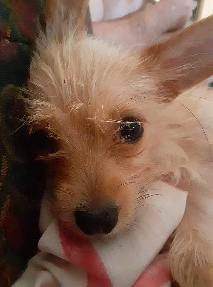 Cin Cin joined the competition — help win amazing prizes! canidae, carnivore, close_up, companion_dog, corgi_chihuahua, dog, dog_breed, dog_supply, ear, eye, fawn, fur, non_sporting_group, small_terrier, snout, sporting_group, terrestrial_animal, toy_dog, whiskers, working_animal