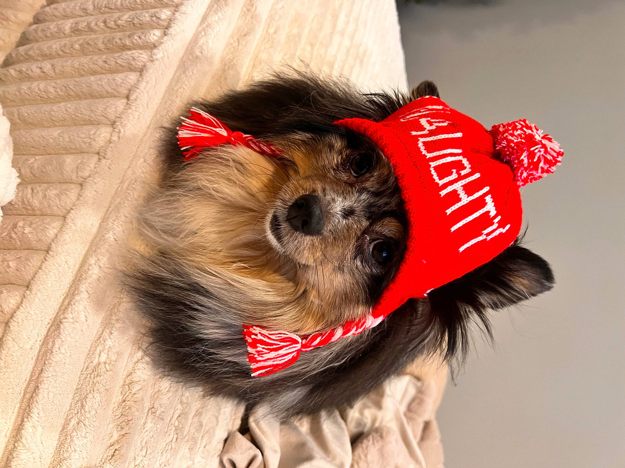 Louis joined the competition — help win amazing prizes! canidae, carnivore, collar, companion_dog, costume_hat, dog, dog_breed, dog_clothes, dog_supply, event, fawn, fur, hat, liver, pet_supply, small_terrier, snout, sporting_group, terrier, toy_dog