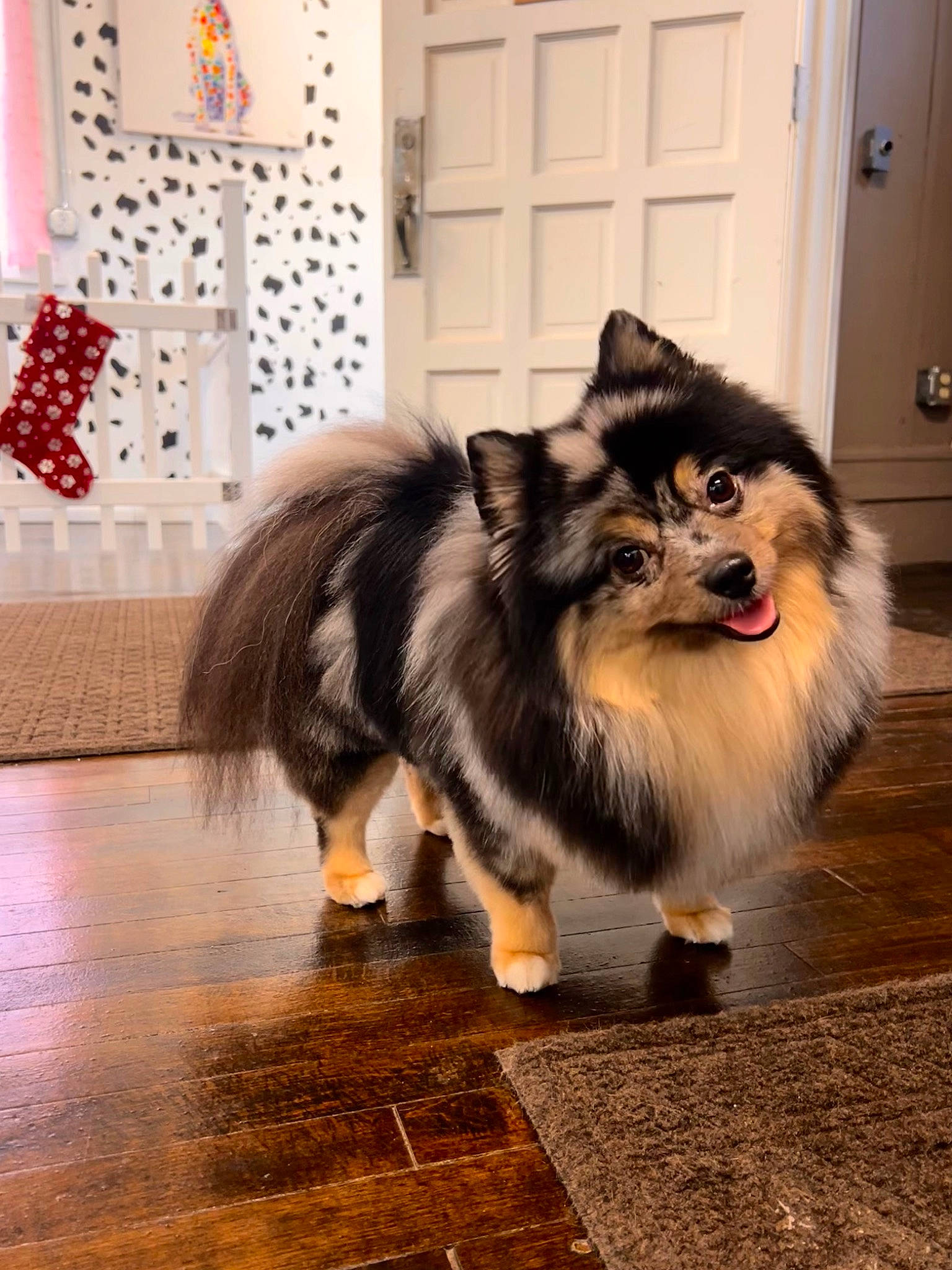 Louis is registered to the contest to win money with this photo: canidae, carnivore, companion_dog, dog, dog_breed, door, fawn, flooring, fur, happy, hardwood, smile, snout, sporting_group, terrestrial_animal, toy_dog, whiskers, wood, working_animal, working_dog