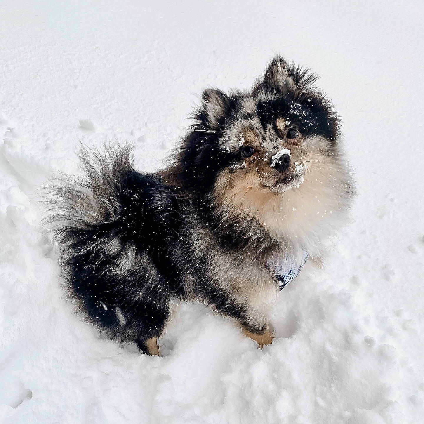 Louis joined the competition — help win amazing prizes! ancient_dog_breeds, art, canidae, canis, carnivore, companion_dog, dog, dog_breed, fur, non_sporting_group, paw, puppy, snout, snow, sporting_group, terrestrial_animal, toy_dog, winter, working_animal, working_dog