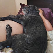 Monster is registered to the contest to win money with this photo: dog, person, bed, cuddle, black_dog, fur, relaxation, indoor, pillow, headboard, blanket, tattoo, human, comfort, resting, sleeping, cozy, pet, animal, casual
