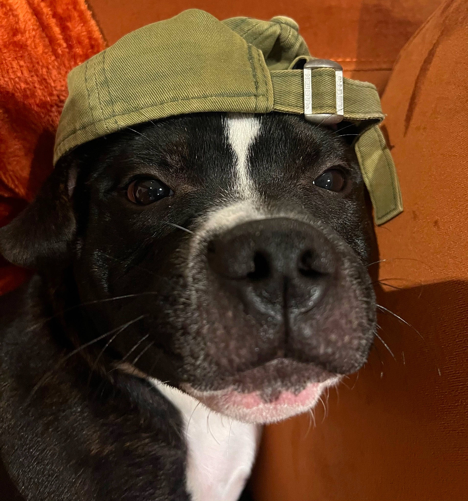 Uno a rejoint le concours — aidez-le/la à gagner de superbes lots ! borador, canidae, carnivore, collar, companion_dog, dog, dog_breed, dog_collar, ear, fawn, fur, giant_dog_breed, liver, non_sporting_group, pet_supply, snout, sporting_group, terrestrial_animal, whiskers, working_animal