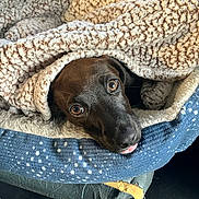 Herschel is registered to the contest to win money with this photo: animal, black_dog, blanket, canine, closeup, comfort, cozy, cute, dog, face, fur, home, indoor, looking_up, pet_bed, resting, sleepy, snuggle, soft_texture, tongue_out