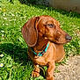 dog, dachshund, grass, flowers, sunlight, collar, outdoor, pet, animal, brown_coat, stone_wall, window, nature, greenery, small_dog, canine, garden, daylight, cute, sitting