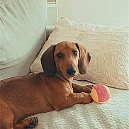 Aston participe au concours pour gagner de l'argent avec cette photo : dachshund, dog, puppy, pet, couch, ball, indoor, cozy, brown, animal, laying_down, looking_at_camera, cute, small_dog, furniture, relaxing, domestic, soft_light, home, curious