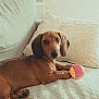 dachshund, dog, puppy, pet, couch, ball, indoor, cozy, brown, animal, laying_down, looking_at_camera, cute, small_dog, furniture, relaxing, domestic, soft_light, home, curious