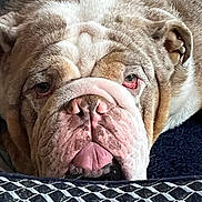 Mr King is registered to the contest to win money with this photo: animal, bulldog, canine, close_up, cute, dog, expression, face, fur, head, indoors, muzzle, pattern, pet, portrait, resting, sleepy, texture, tongue, wrinkles