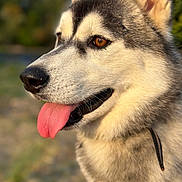 Togo participe au concours pour gagner de l'argent avec cette photo : dog, husky, close_up, tongue_out, portrait, animal, pet, fur, ears, collar, outdoor, nature, sunlight, brown_eyes, happy, canine, muzzle, whiskers, background_blur, daylight