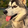 dog, husky, close_up, tongue_out, portrait, animal, pet, fur, ears, collar, outdoor, nature, sunlight, brown_eyes, happy, canine, muzzle, whiskers, background_blur, daylight