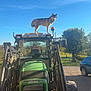 Togo participe au concours pour gagner de l'argent avec cette photo : dog, tractor, outdoor, vehicle, farm, sunny, blue_sky, tree, car, rural, animal, canine, machinery, nature, daytime, sky, transport, pet, standing, agriculture