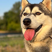 Togo a rejoint le concours — aidez-le/la à gagner de superbes lots ! animal, blurred_background, canine, close_up, collar, daytime, dog, ears, friendly, fur, happy, muzzle, nature, nose, outdoor, pet, portrait, siberian_husky, sunlight, tongue_out
