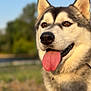 dog, siberian_husky, tongue_out, pet, close_up, outdoor, sunlight, animal, canine, fur, ears, nose, happy, nature, blurred_background, portrait, muzzle, collar, daytime, friendly