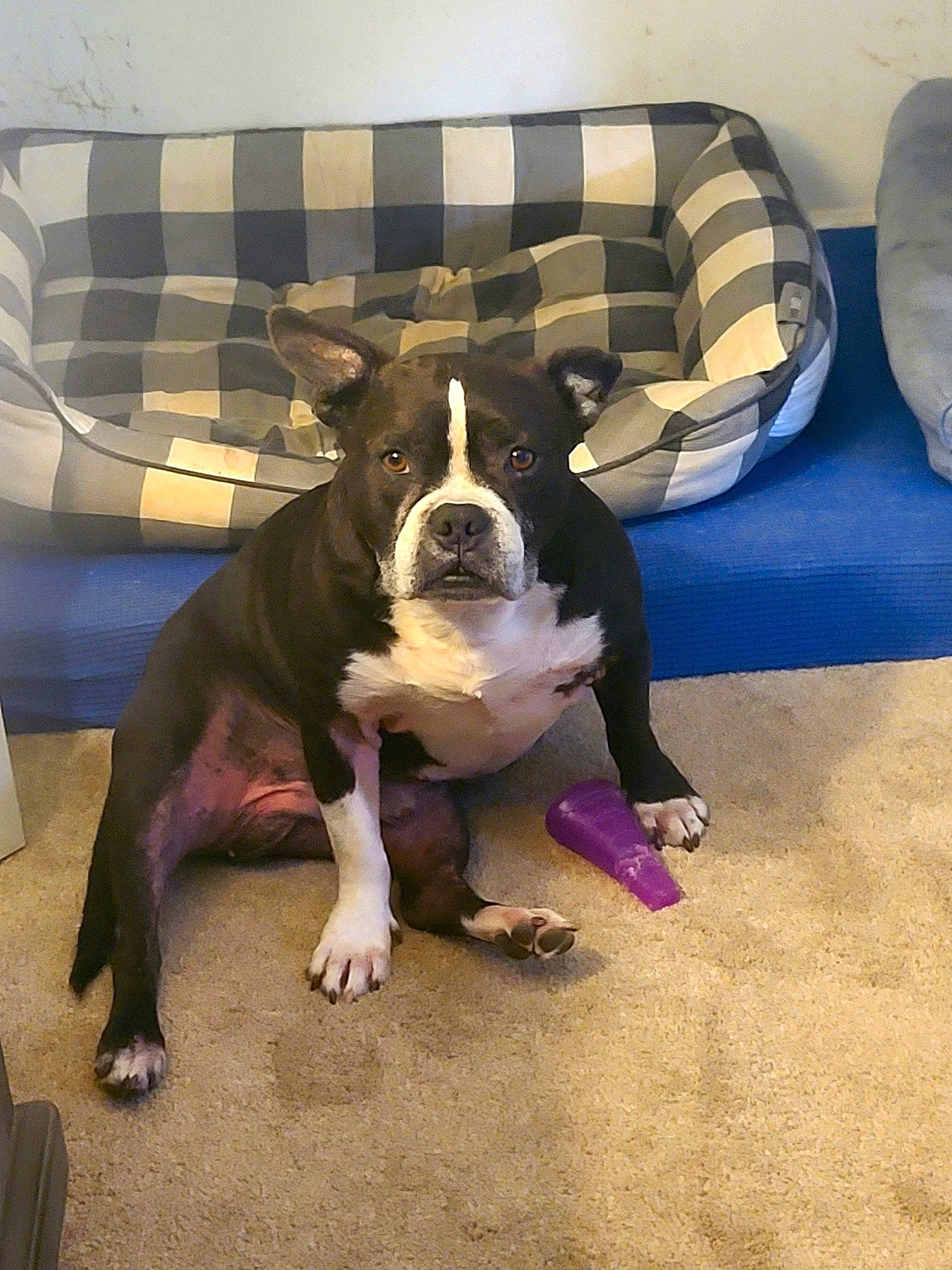 Yogi is registered to the contest to win money with this photo: boston_terrier, bulldog, canidae, carnivore, comfort, companion_dog, couch, dog, dog_breed, fawn, flooring, molosser, non_sporting_group, paw, snout, sporting_group, tail, toy_dog, working_animal, working_dog