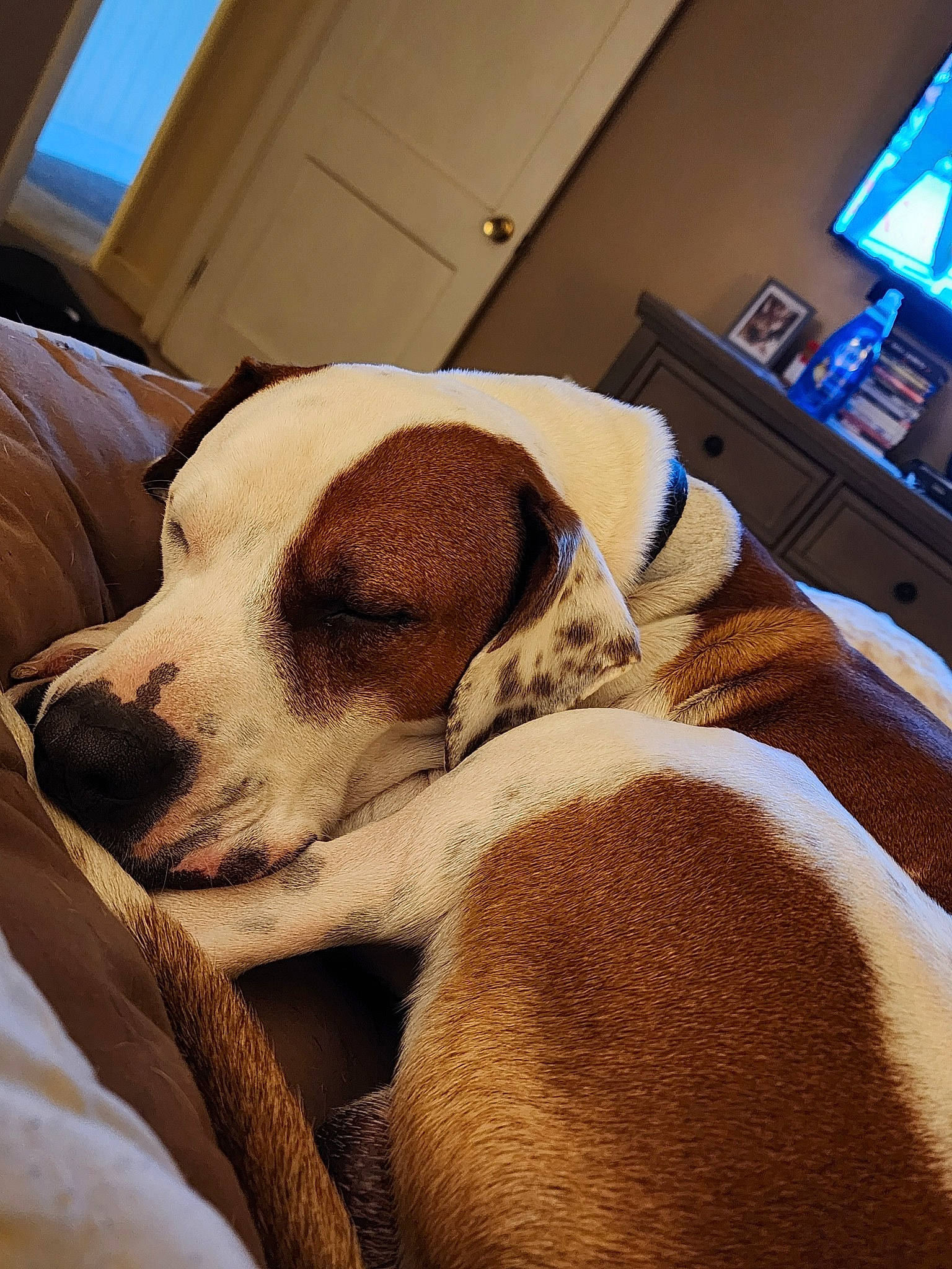 Max is registered to the contest to win money with this photo: canidae, carnivore, comfort, companion_dog, computer_keyboard, dog, dog_breed, door, fawn, flooring, fur, home_appliance, led_backlit_lcd_display, nap, non_sporting_group, paw, puppy_love, sleep, television, working_animal