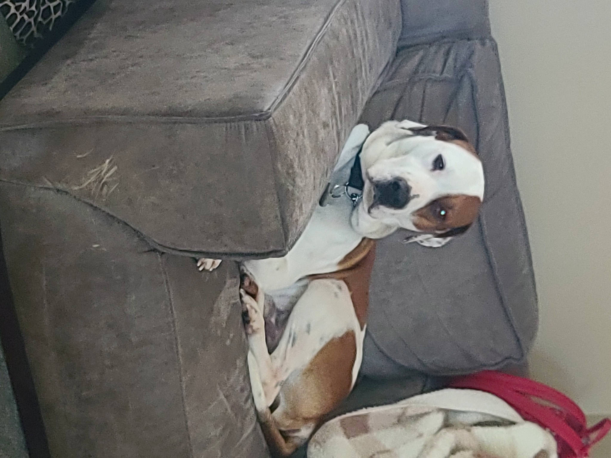 Max is registered to the contest to win money with this photo: bag, canidae, carnivore, comfort, companion_dog, concrete, dog, dog_breed, dog_supply, fawn, flooring, grey, non_sporting_group, personal_protective_equipment, recreation, sitting, sporting_group, toy, wood, working_animal