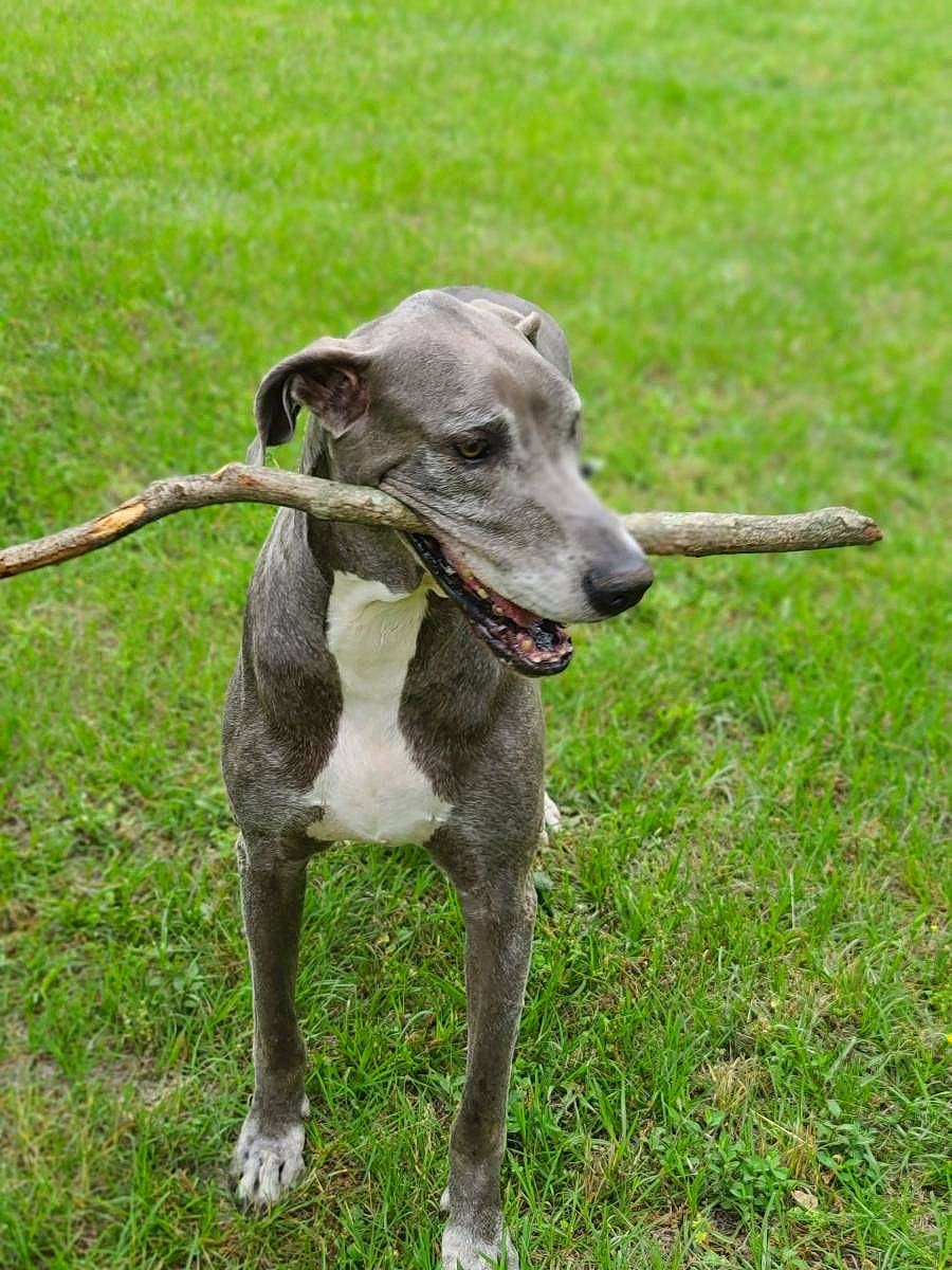 Blu is registered to the contest to win money with this photo: carnivore, collar, companion_dog, dog, dog_breed, dog_collar, dog_supply, fawn, grass, leash, magyar_agar, metal, pet_supply, rampur_greyhound, sighthound, snout, sporting_group, tail, terrestrial_animal, working_animal