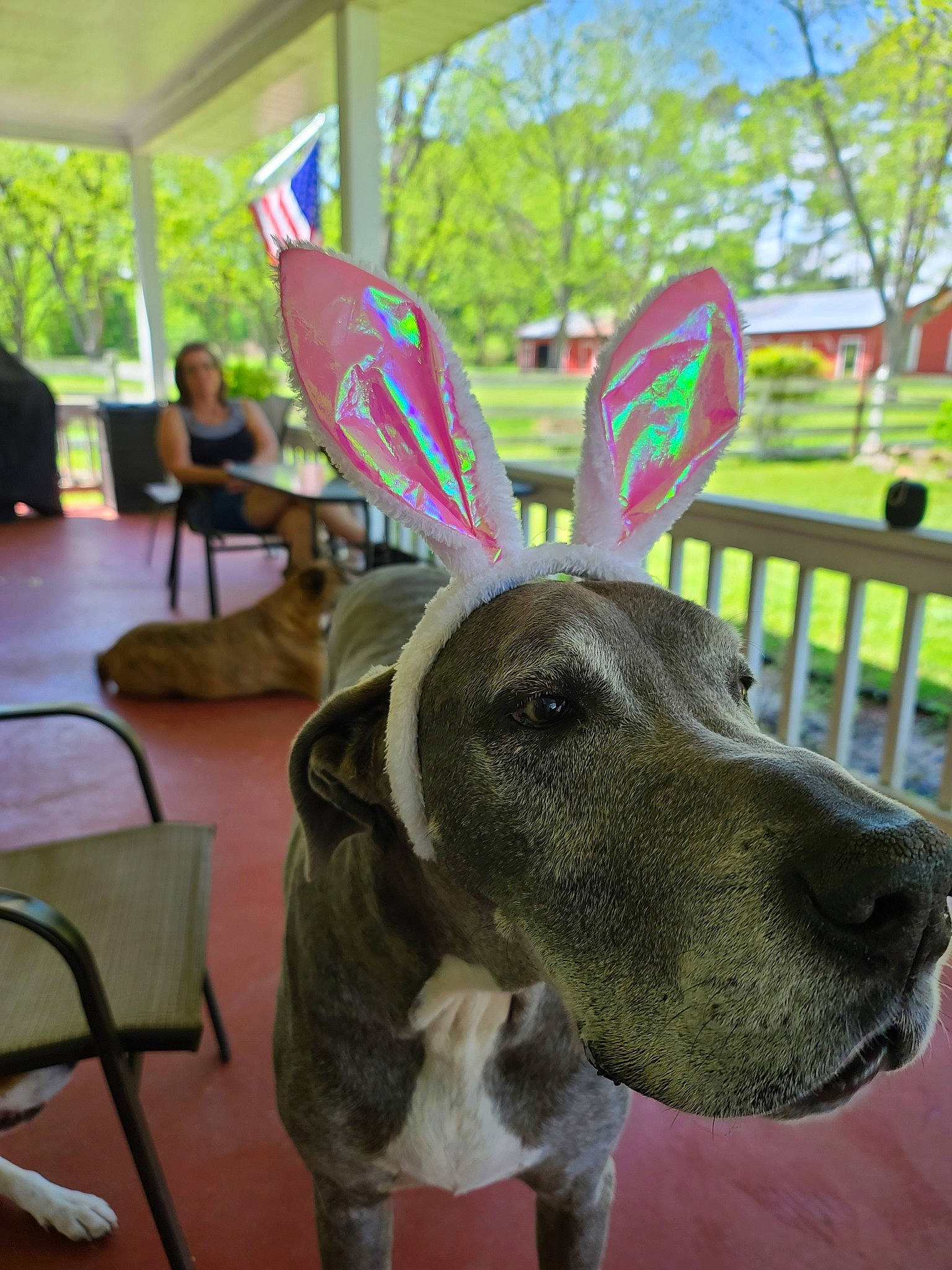 Blu joined the competition — help win amazing prizes! carnivore, chair, companion_dog, dog, dog_breed, ear, event, fawn, fence, flooring, fur, green, plant, rabbits_and_hares, reindeer, sporting_group, tail, terrestrial_animal, tree, working_animal