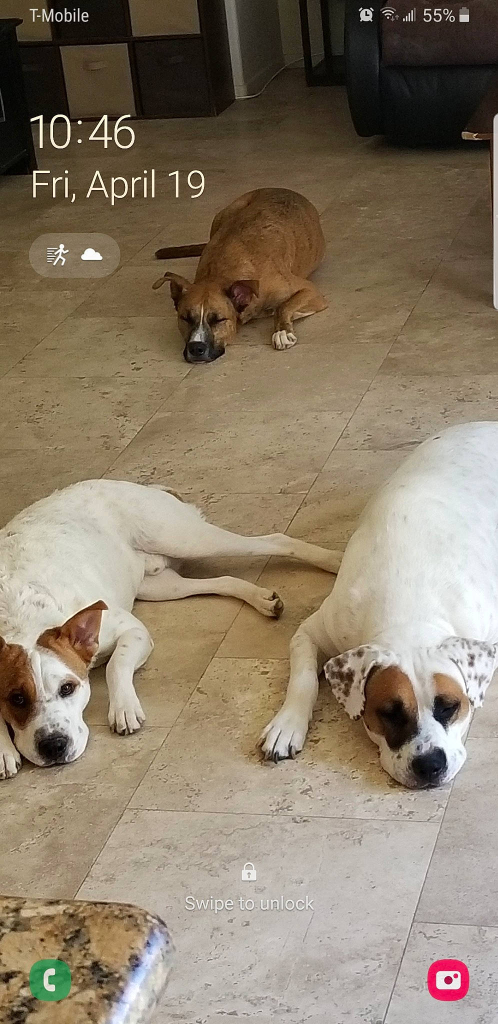 Wilbur Trio is registered to the contest to win money with this photo: bored, canidae, carnivore, comfort, companion_dog, composite_material, dog, dog_breed, fawn, mammal, non_sporting_group, paw, photo_caption, snout, sporting_group, tail, terrestrial_animal, vertebrate, wildlife, working_animal