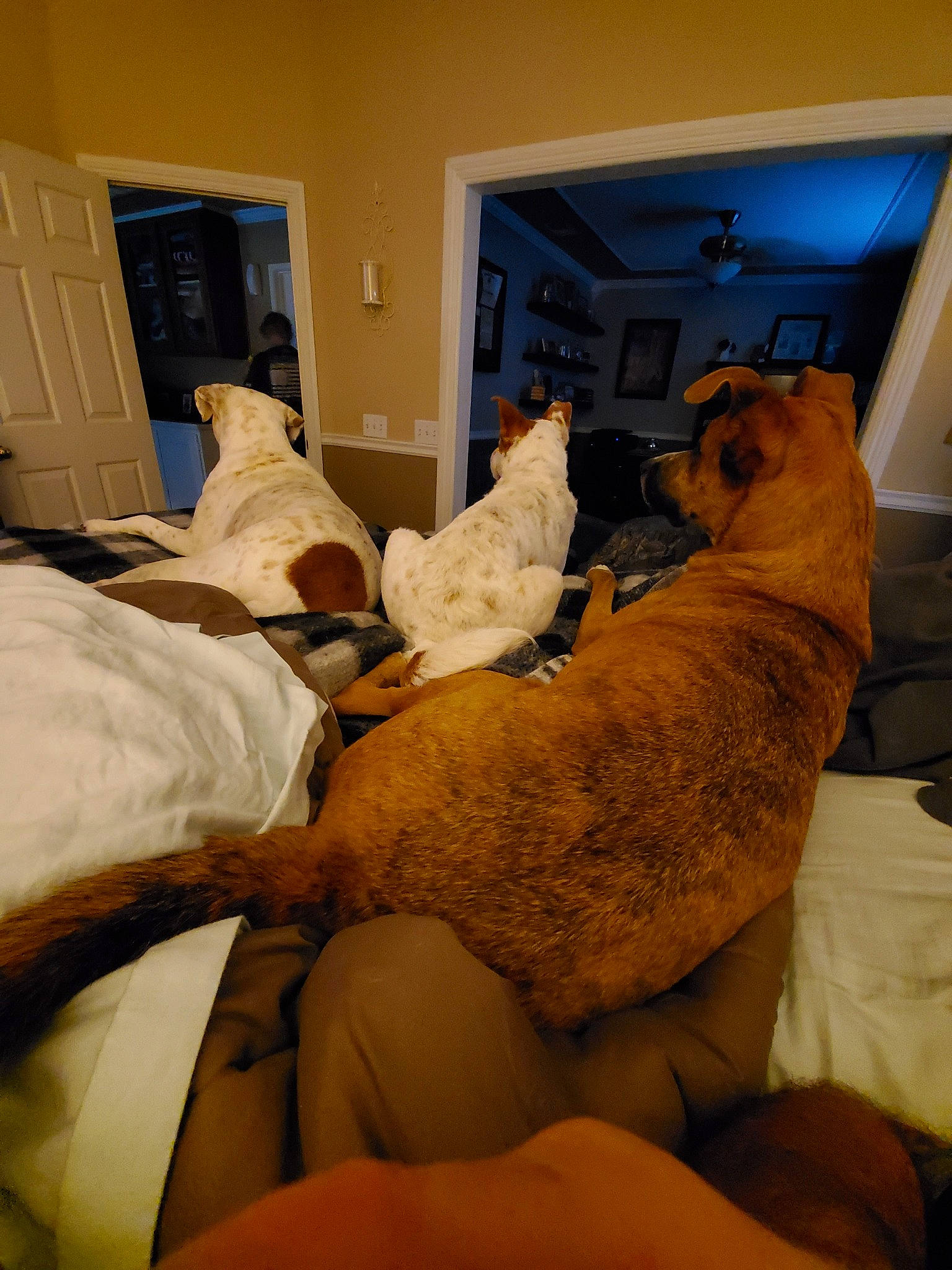 Wilbur Trio is registered to the contest to win money with this photo: art, bed, bed_sheet, bedding, comfort, companion_dog, dog, fawn, felidae, flooring, health_care, human_leg, knee, linens, medical, patient, picture_frame, room, service, wood