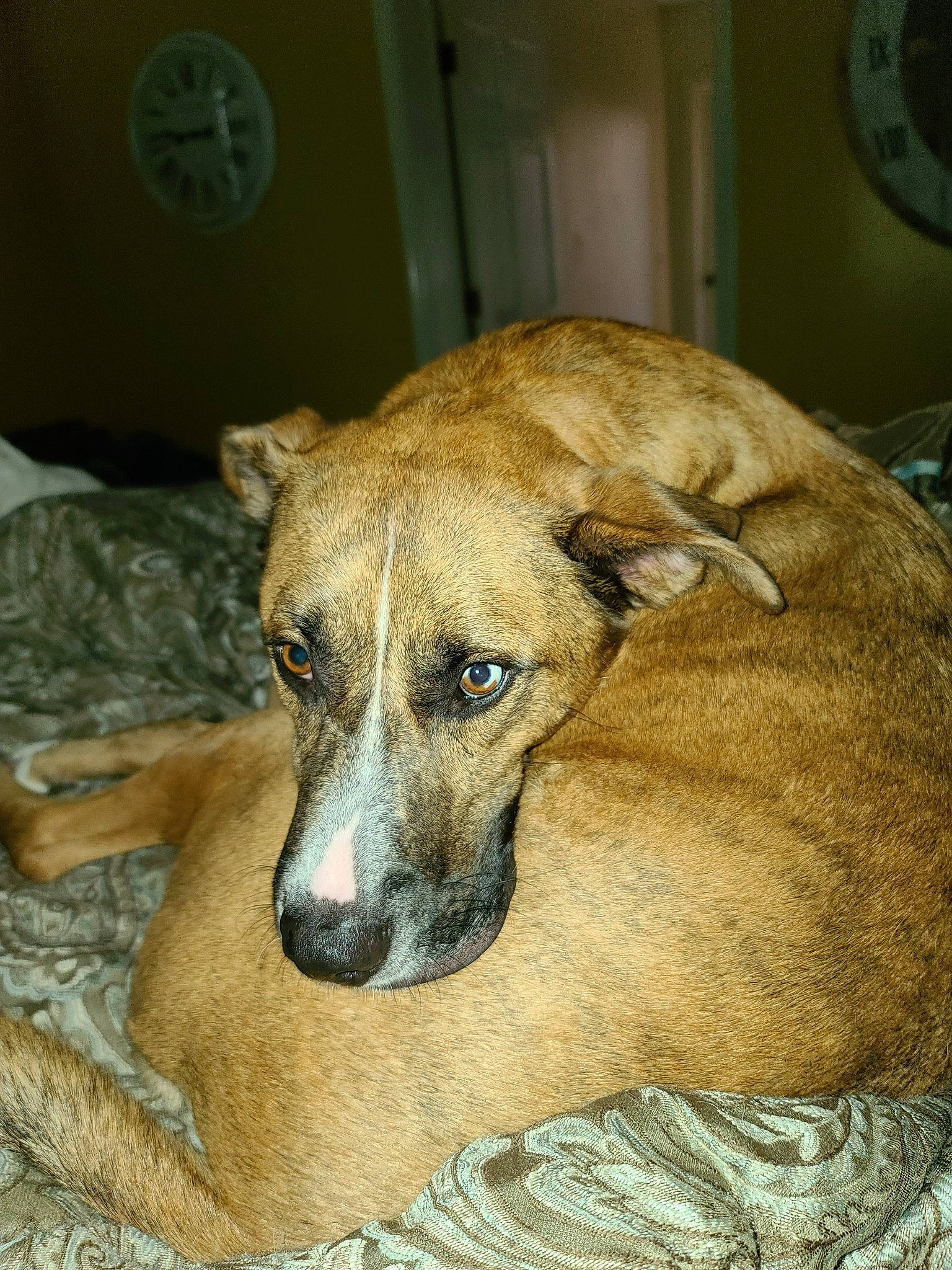 Jasper joined the competition — help win amazing prizes! carnivore, companion_dog, dog, dog_breed, fawn, snout, sporting_group, terrestrial_animal, whiskers