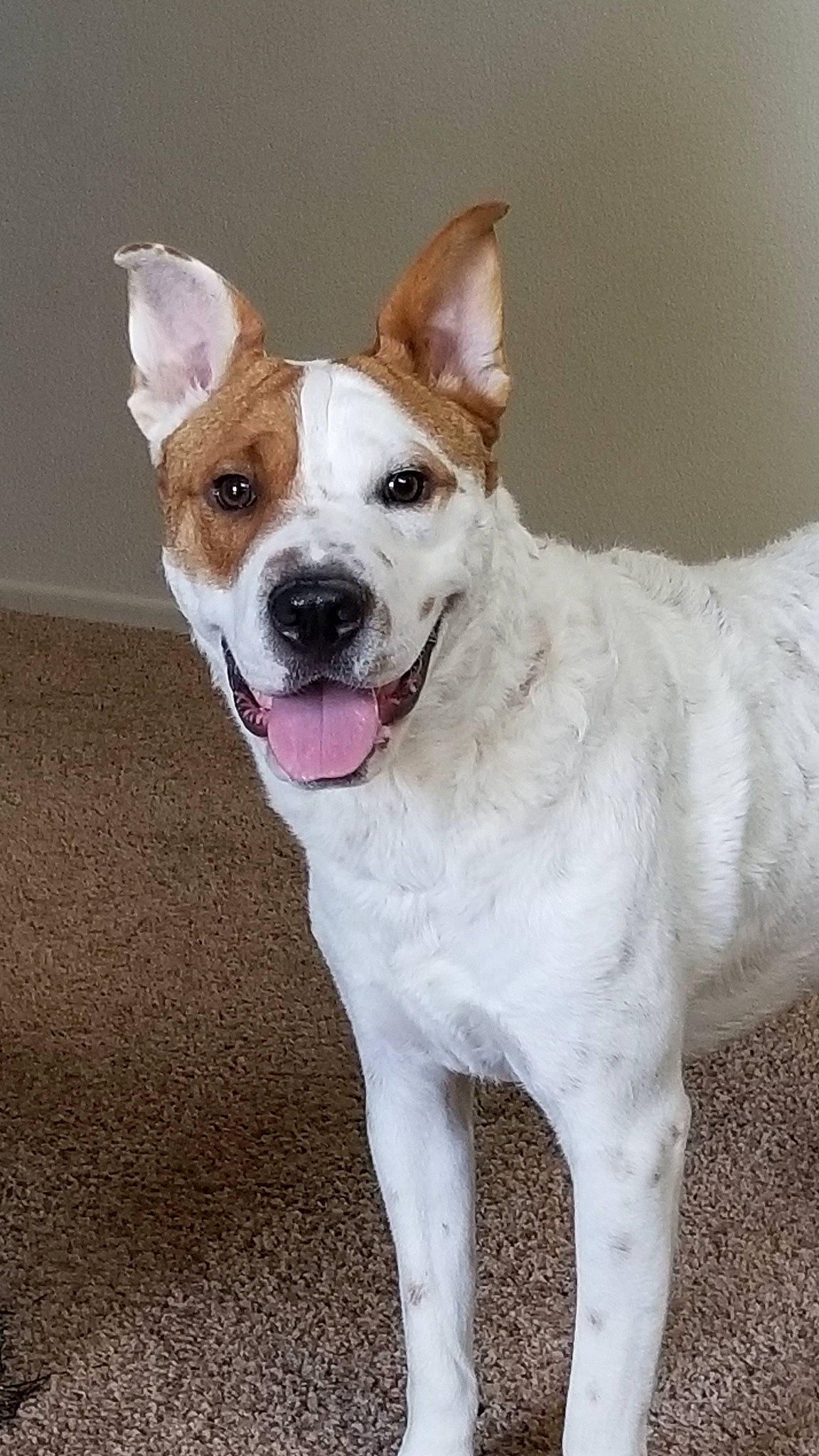 Charlie is registered to the contest to win money with this photo: ancient_dog_breeds, canidae, carnivore, collar, companion_dog, dog, dog_breed, dog_collar, fawn, fur, leash, non_sporting_group, paw, snout, sporting_group, tail, terrier, whiskers, working_animal