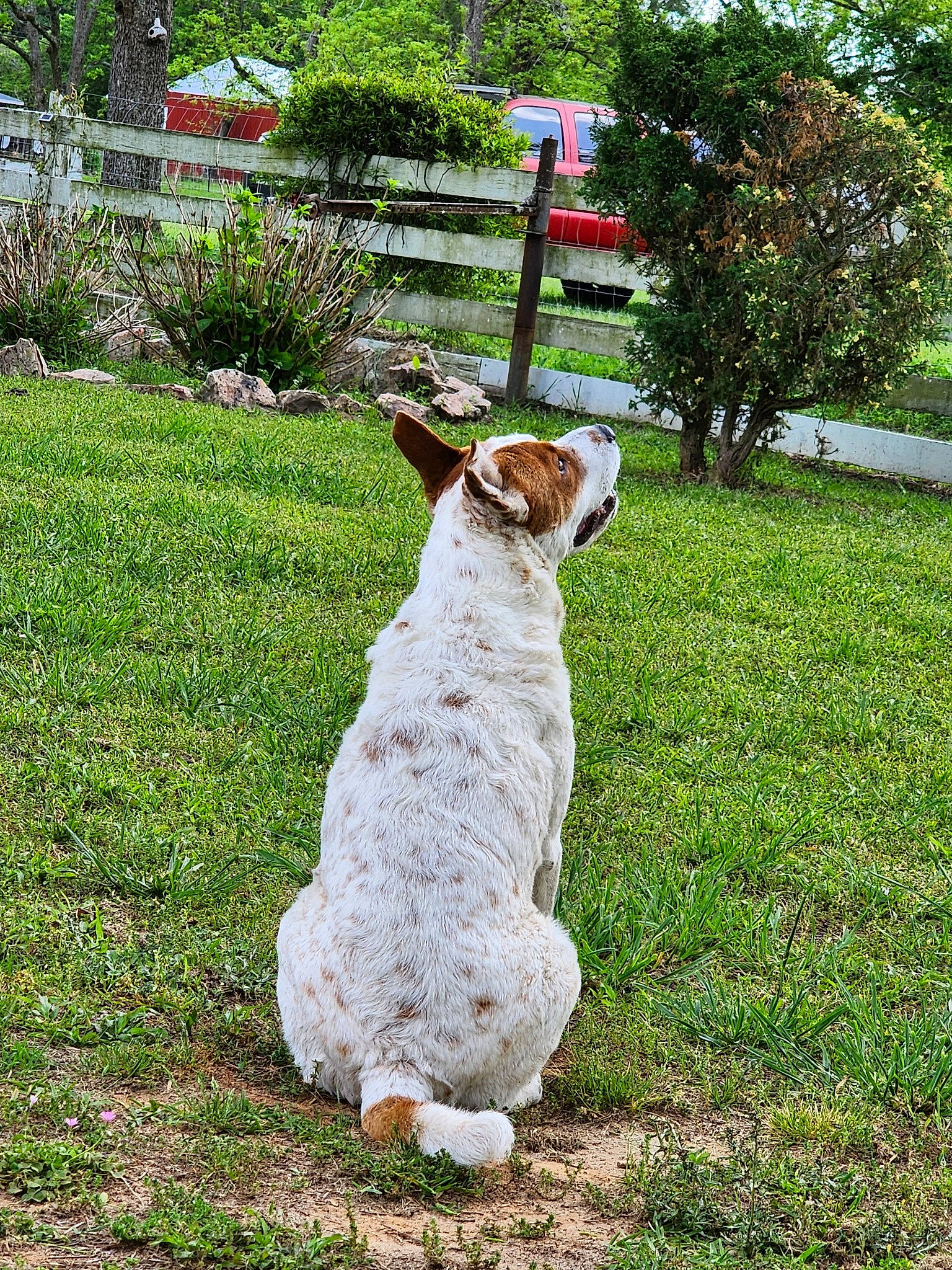 Charlie joined the competition — help win amazing prizes! alpaca, canidae, companion_dog, dog, dog_breed, fawn, felidae, grass, grassland, groundcover, lawn, llama, plant, sheep, snout, sporting_group, tail, terrestrial_animal, tree, trunk