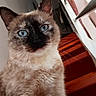 cat, siamese_cat, blue_eyes, pet, animal, portrait, closeup, whiskers, fur, pointed_ears, indoors, staircase, wooden_steps, white_railing, home, looking_at_camera, centered_subject, natural_light, photography, funny_expression