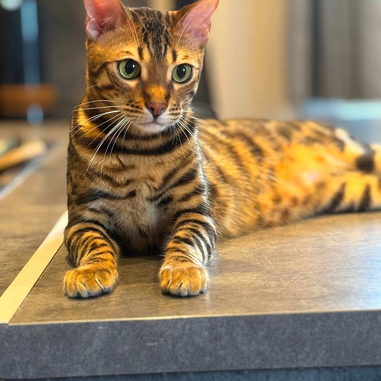 Oréo a rejoint le concours — aidez-le/la à gagner de superbes lots ! animal, bengal_cat, cat, closeup, cute, domestic_cat, feline, focused, fur_pattern, green_eyes, indoor, lying_down, mammal, paws, pet, portrait, relaxed, stone_surface, striped_fur, whiskers