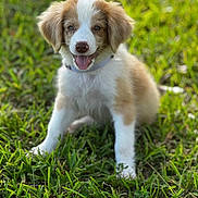 Maggie joined the competition — help win amazing prizes! puppy, dog, grass, outdoor, pet, cute, animal, happy, tongue_out, fur, young, canine, nature, playful, sitting, smiling, ears, collar, daylight, greenery