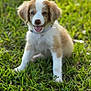 puppy, dog, grass, outdoor, pet, cute, animal, happy, tongue_out, fur, young, canine, nature, playful, sitting, smiling, ears, collar, daylight, greenery