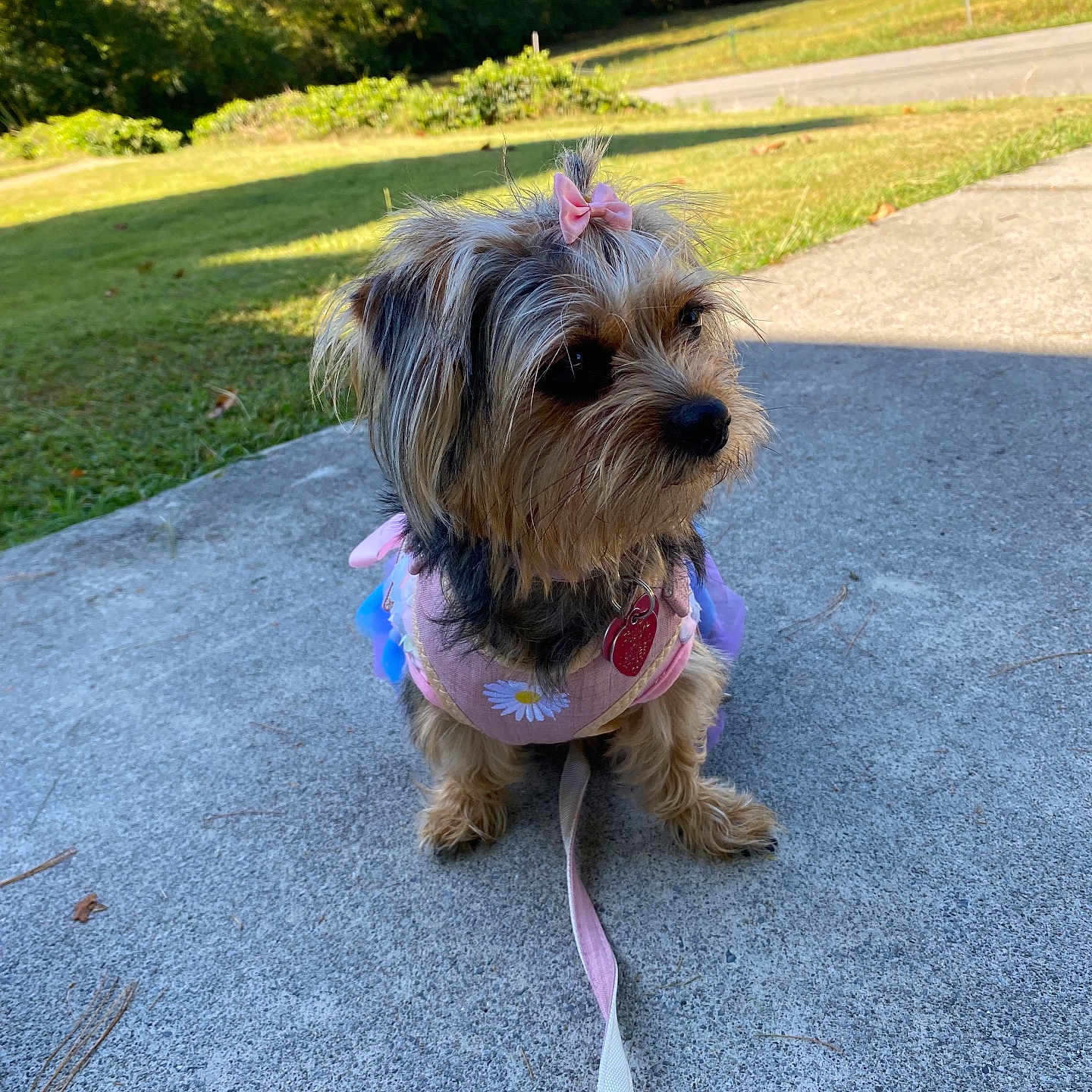 Lulu is registered to the contest to win money with this photo: accessories, affenpinscher, animal, canine, dog, grass, leash, nature, outdoors, park, path, pet, plant, puppy, road, sidewalk, strap, terrier, tree, vegetation