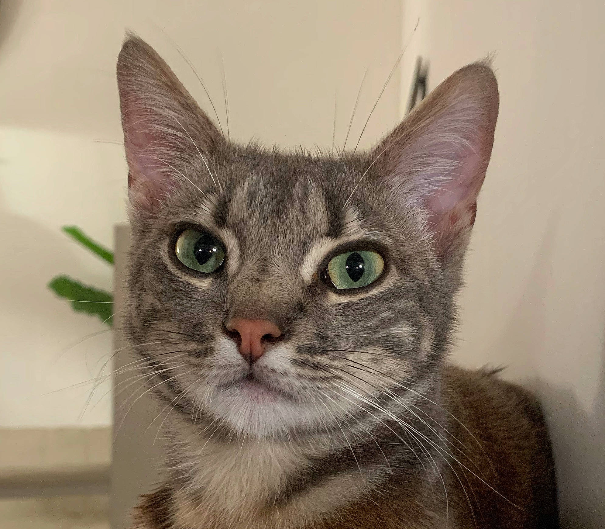 Nox a rejoint le concours — aidez-le/la à gagner de superbes lots ! art, carnivore, cat, domestic_short_haired_cat, ear, eye, felidae, fur, head, paw, small_to_medium_sized_cats, snout, terrestrial_animal, whiskers, window