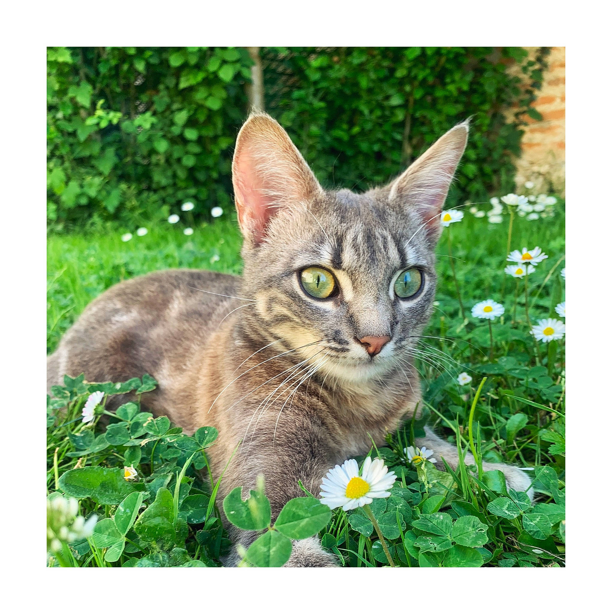 Nox a rejoint le concours — aidez-le/la à gagner de superbes lots ! carnivore, cat, domestic_short_haired_cat, fawn, felidae, flower, flowering_plant, fur, grass, groundcover, herbaceous_plant, lawn, photo_caption, plant, small_to_medium_sized_cats, snout, tail, terrestrial_animal, whiskers, wildlife