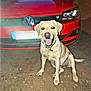 dog, labrador, car, volkswagen, red_car, outdoor, night, dirt_ground, pet, animal, sitting, happy, tail, collar, vehicle, headlight, smiling, canine, front_view, transportation