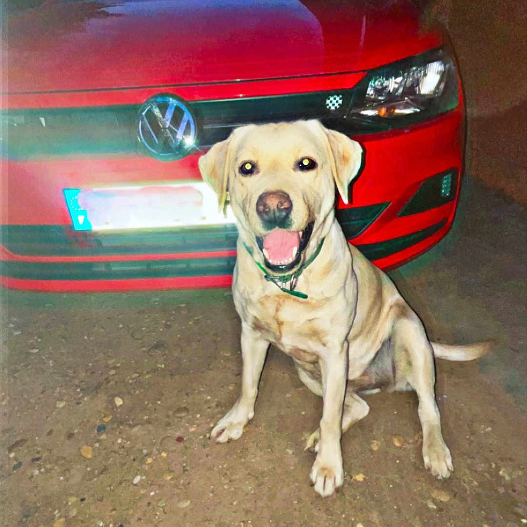 Nais a rejoint le concours — aidez-le/la à gagner de superbes lots ! animal, canine, car, collar, dirt_ground, dog, front_view, happy, headlight, labrador, night, outdoor, pet, red_car, sitting, smiling, tail, transportation, vehicle, volkswagen