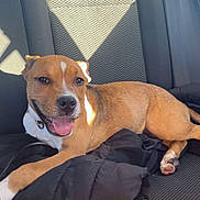 Nino a rejoint le concours — aidez-le/la à gagner de superbes lots ! dog, canine, pet, car_interior, backseat, sunlight, shadow, black_jacket, happy, tongue_out, resting, brown_fur, white_markings, collar, seat, fabric_texture, relaxed, domestic_animal, animal, indoor