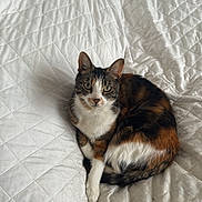 Kyem a rejoint le concours — aidez-le/la à gagner de superbes lots ! cat, calico_cat, pet, animal, bed, quilt, white_bedspread, fur, curled_up, looking_at_camera, indoor, cozy, resting, cute, domestic_cat, feline, whiskers, ears, eyes, sleepy