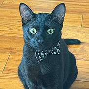 Mío joined the competition — help win amazing prizes! black_cat, cat, pet, animal, bow_tie, floor, wooden_floor, indoor, feline, whiskers, ears, sitting, green_eyes, cute, portrait, domestic_cat, fur, alert, close_up, mystical