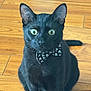 black_cat, cat, pet, animal, bow_tie, floor, wooden_floor, indoor, feline, whiskers, ears, sitting, green_eyes, cute, portrait, domestic_cat, fur, alert, close_up, mystical