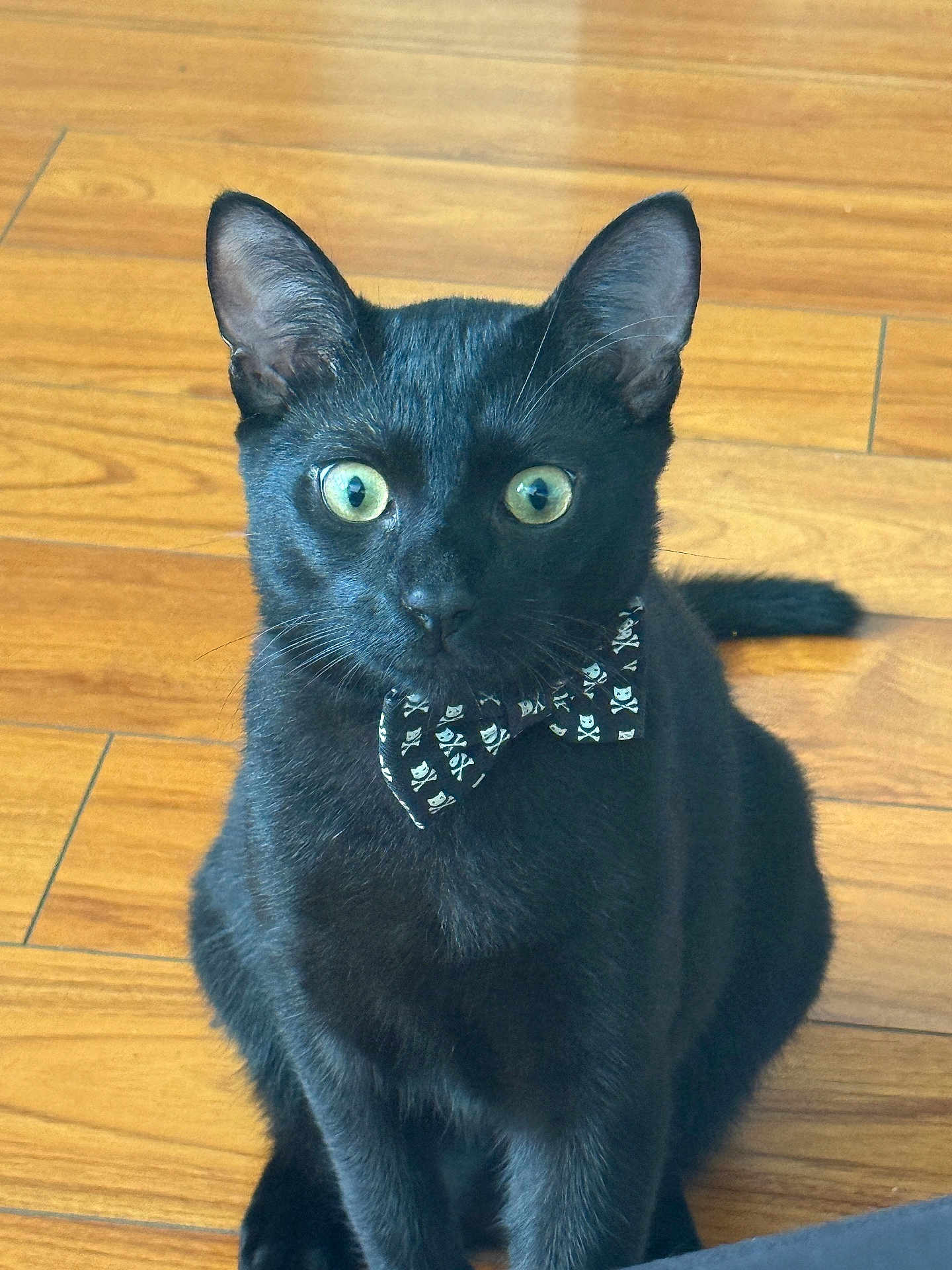 Mío joined the competition — help win amazing prizes! black_cat, cat, pet, animal, bow_tie, floor, wooden_floor, indoor, feline, whiskers, ears, sitting, green_eyes, cute, portrait, domestic_cat, fur, alert, close_up, mystical