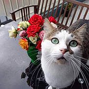 Guizmo a rejoint le concours — aidez-le/la à gagner de superbes lots ! cat, green_eyes, flowers, roses, bouquet, wooden_chair, table, indoor, curious, closeup, pet, whiskers, reflection, feline, domestic_cat, plant, colorful, home, fur, table_surface