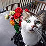 cat, green_eyes, flowers, roses, bouquet, wooden_chair, table, indoor, curious, closeup, pet, whiskers, reflection, feline, domestic_cat, plant, colorful, home, fur, table_surface