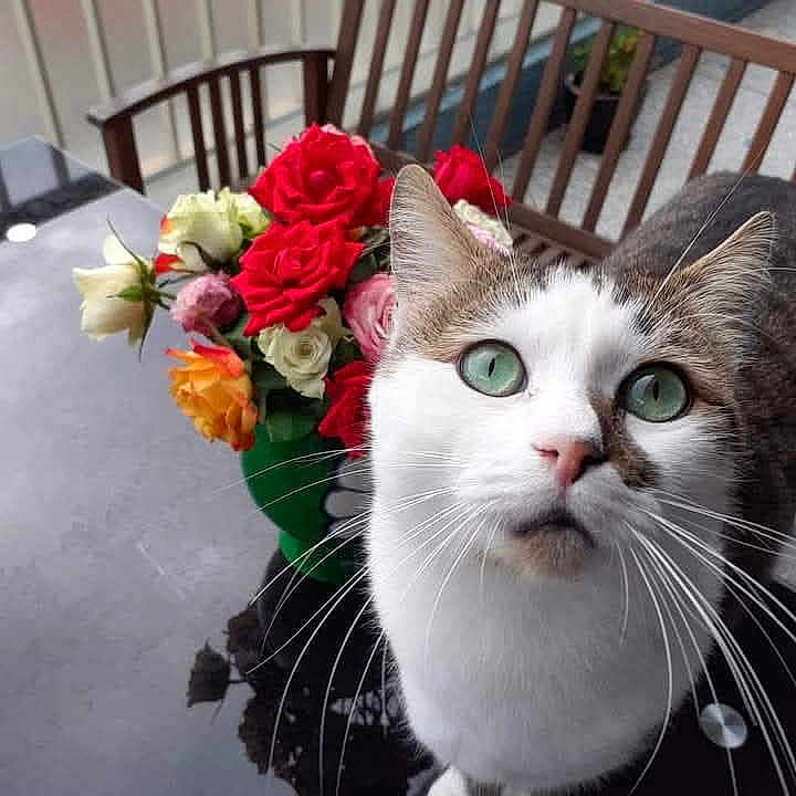 Guizmo a rejoint le concours — aidez-le/la à gagner de superbes lots ! bouquet, cat, closeup, colorful, curious, domestic_cat, feline, flowers, fur, green_eyes, home, indoor, pet, plant, reflection, roses, table, table_surface, whiskers, wooden_chair