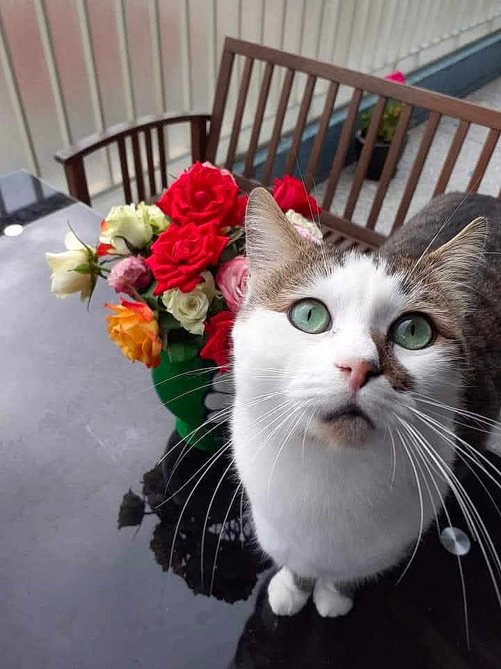 Guizmo a rejoint le concours — aidez-le/la à gagner de superbes lots ! cat, green_eyes, flowers, roses, bouquet, wooden_chair, table, indoor, curious, closeup, pet, whiskers, reflection, feline, domestic_cat, plant, colorful, home, fur, table_surface