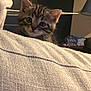kitten, tabby, cat, pet, animal, cute, curious, indoors, blanket, texture, furniture, lamp, soft_light, cozy, young, whiskers, ears, face, domestic, home