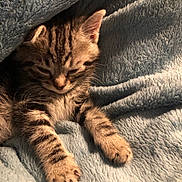 Simba a rejoint le concours — aidez-le/la à gagner de superbes lots ! kitten, tabby, cat, sleepy, blanket, cozy, fur, paws, cute, pet, indoor, resting, soft, closeup, warm, animal, feline, comfort, snuggled, relaxed