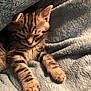 kitten, tabby, cat, sleepy, blanket, cozy, fur, paws, cute, pet, indoor, resting, soft, closeup, warm, animal, feline, comfort, snuggled, relaxed