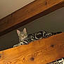 cat, tabby, wood, beam, indoor, feline, resting, perch, animal, pet, striped, relaxed, looking, ears, whiskers, yellow_eyes, metal, railing, home, cozy