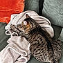 Titchat participe au concours pour gagner de l'argent avec cette photo : cat, tabby_cat, blanket, couch, orange_pillow, green_couch, nap, feline, pet, cozy, fur, striped, domestic_cat, indoor, relaxing, sleeping, soft_texture, home_interior, resting, animal